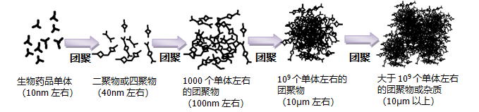 (图1 生物药品单体团聚过程).png